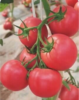 金棚218- 粉红番茄抗TY病毒系列