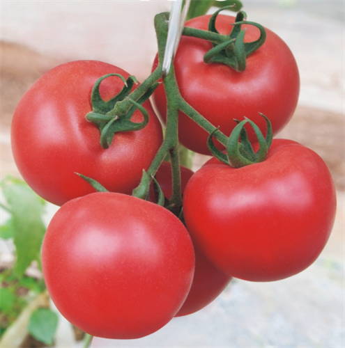 金棚148- 粉红番茄抗TY病毒系列