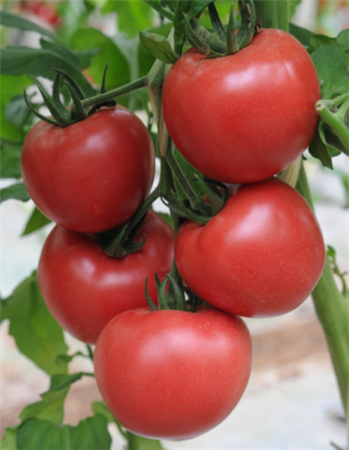 金棚9号- 粉红番茄抗TY病毒系列