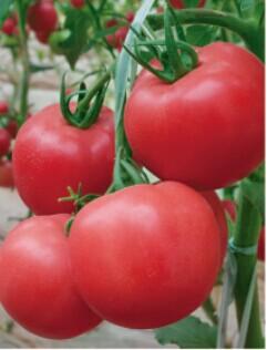 金棚8号- 粉红番茄抗TY病毒系列 金棚8号- 粉红番茄抗TY病毒系列