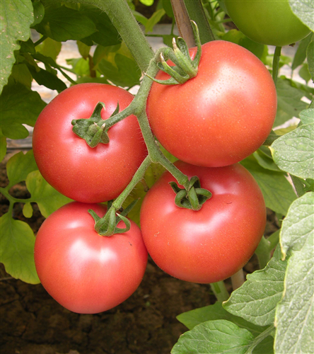 金棚M5038- 粉红番茄抗死棵系列