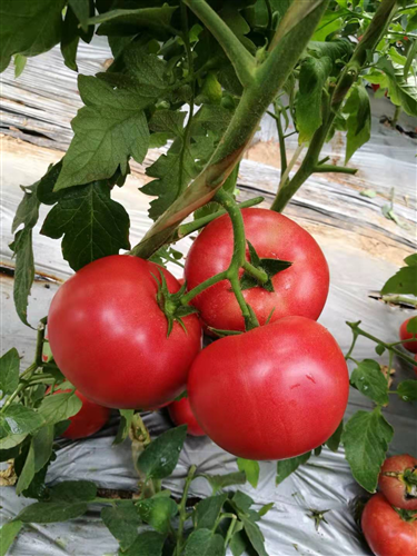 金棚M708- 粉红番茄抗死棵系列