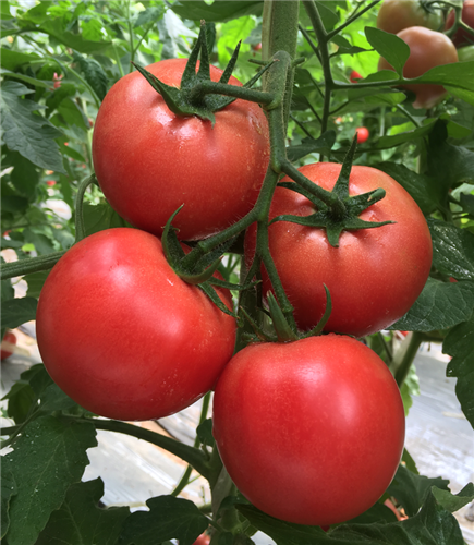 金棚1828- 粉红番茄抗死棵系列