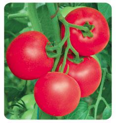 金棚1605- 粉红番茄系列 金棚1605- 粉红番茄系列