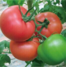 金棚11-21- 粉红番茄系列 金棚11-21- 粉红番茄系列