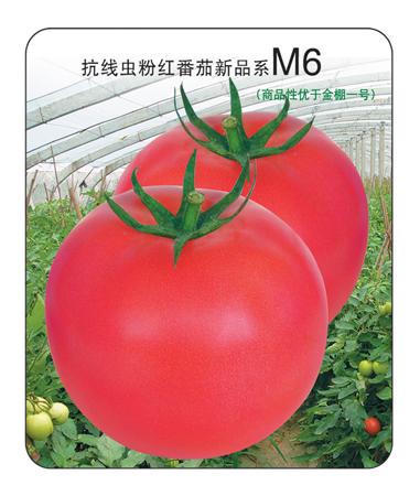 金棚M6- 粉红番茄系列 金棚M6- 粉红番茄系列