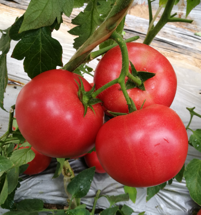 金棚M7- 粉红番茄系列