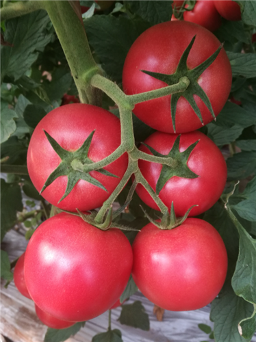 金棚   圣比亚04- 粉红番茄系列