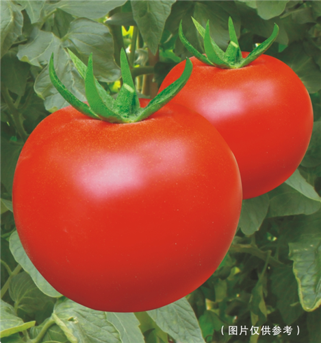 抗TY M215- 大红番茄系列