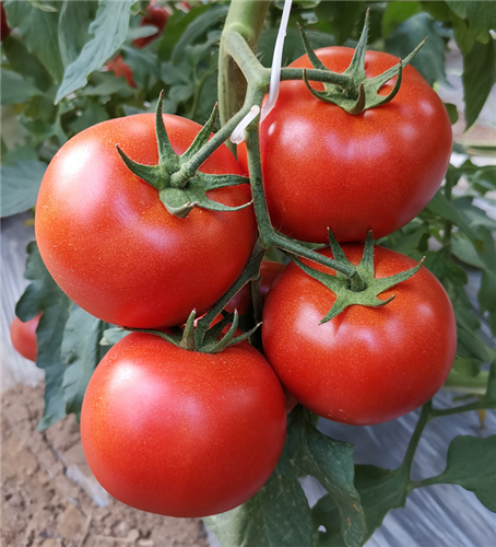 金棚128- 大红番茄系列