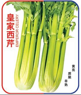 金棚皇家西芹- 其它蔬菜系列