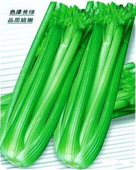 金棚西芹二号- 其它蔬菜系列