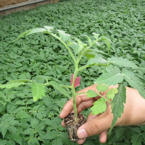 金棚砧木三号- 番茄砧木系列