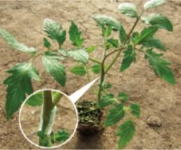 金棚砧木二号- 番茄砧木系列