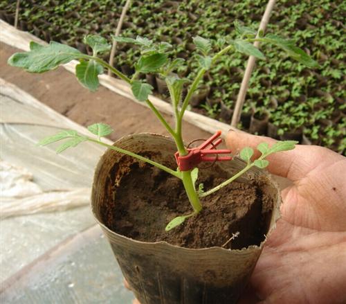 金棚砧木一号 JZM-1- 番茄砧木系列 金棚砧木一号 JZM-1- 番茄砧木系列