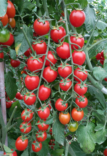 金棚红串132- 樱桃番茄系列