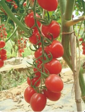 金棚粉妹一号- 樱桃番茄系列