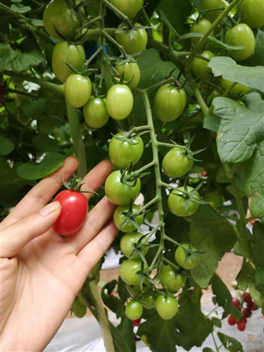 金棚75号- 樱桃番茄系列