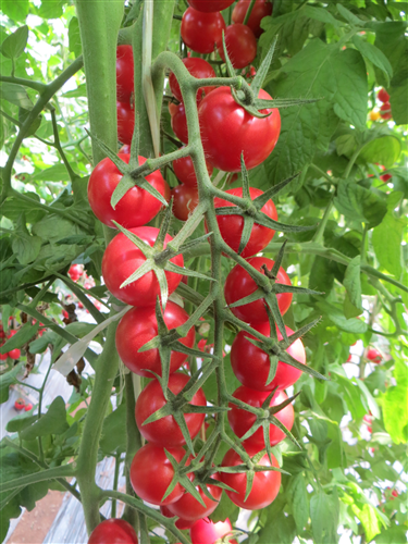 金棚19号- 樱桃番茄系列