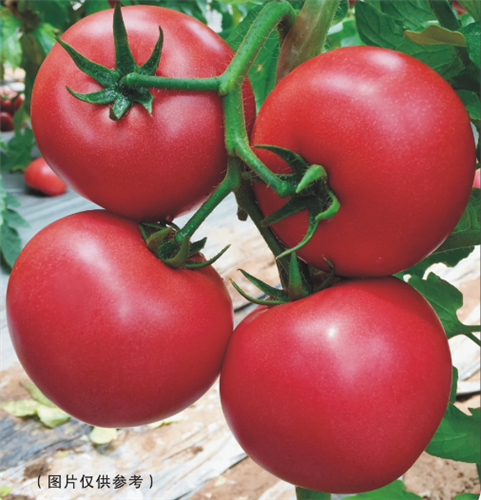 金棚12-2- 口感特色番茄系列