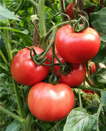 金棚18-98- 口感特色番茄系列