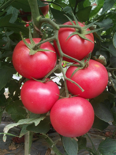 金棚236- 口感特色番茄系列