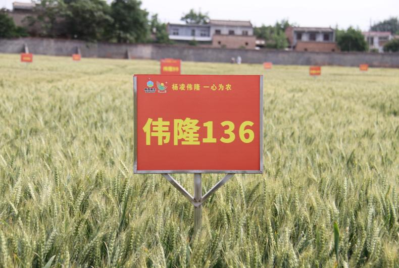 图片 19.png