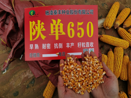 图片 31.png
