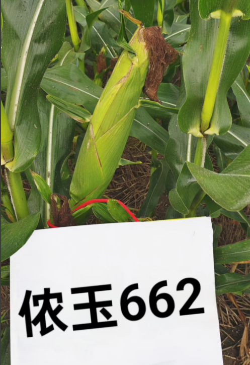 图片 50.png