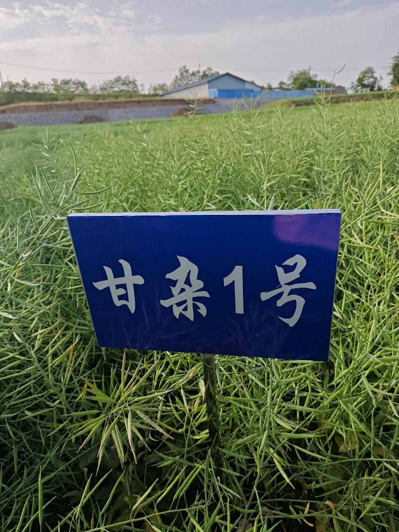 甘杂1号.jpg