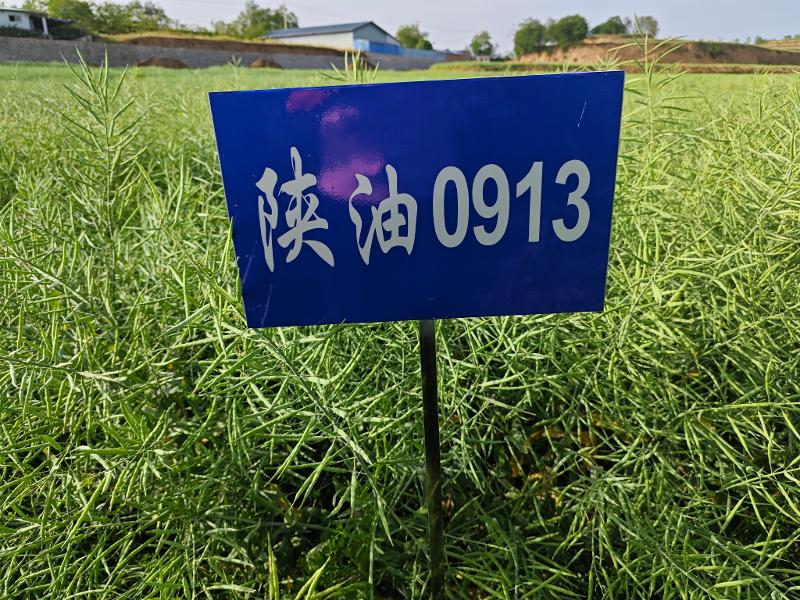 陕油0913.jpg