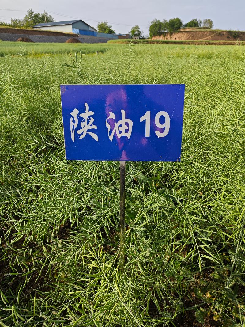 陕油19.jpg