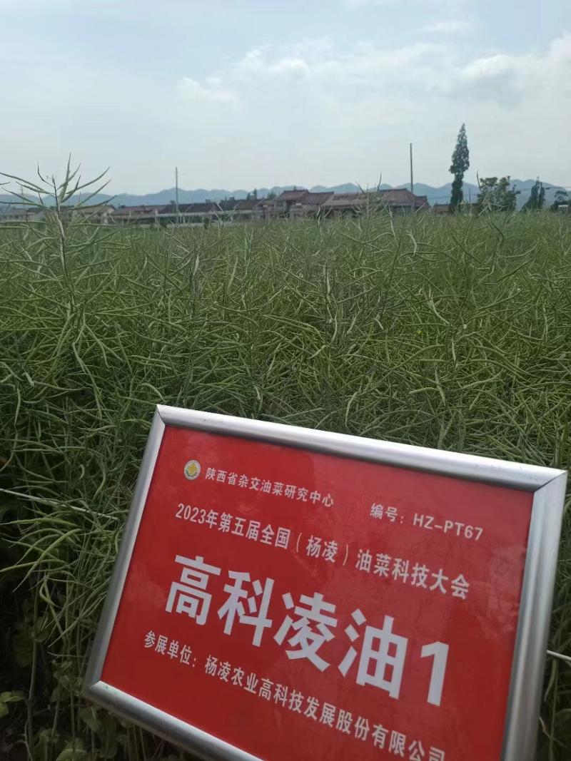 高科凌油1.jpg