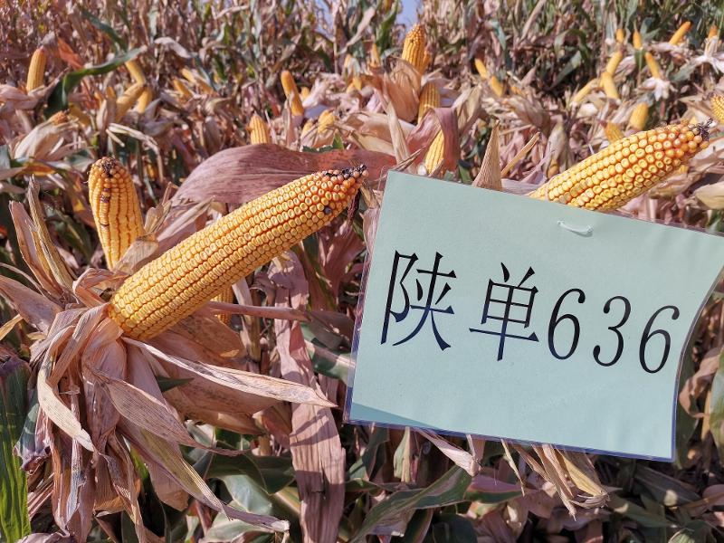 陕单636.jpg
