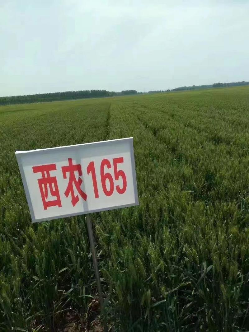 西农165.jpg
