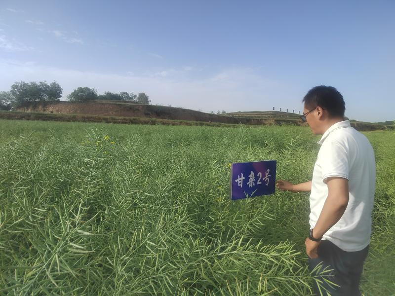 甘杂2号.jpg